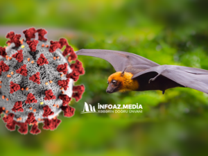 ÜST Nipah virusunun yayılması riski barədə xəbərdarlıq edir