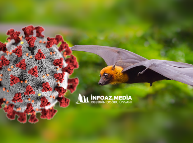 ÜST Nipah virusunun yayılması riski barədə xəbərdarlıq edir