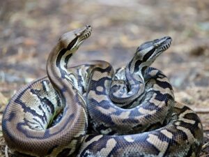 image-5c443b9800dd3d0ed76328a7ef12d75c