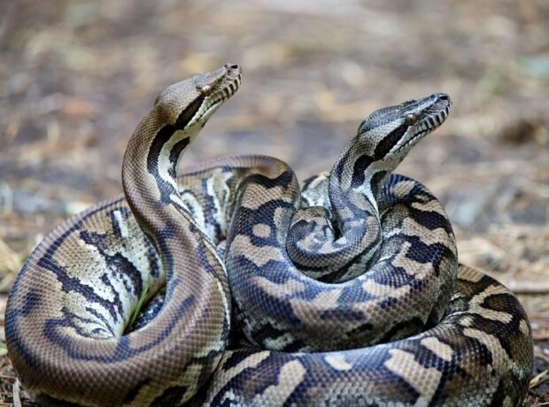 image-5c443b9800dd3d0ed76328a7ef12d75c