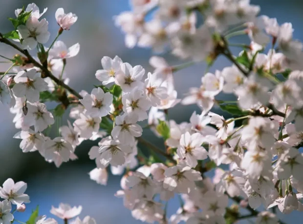 image-01kk69050w42hphkf5apv3kmn5-large