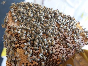 image-2990d36b_ccd7_467d_bc12_5c81ddfad899