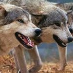image-canavar_1211