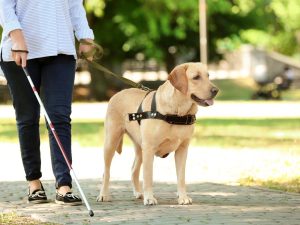 image-labrador