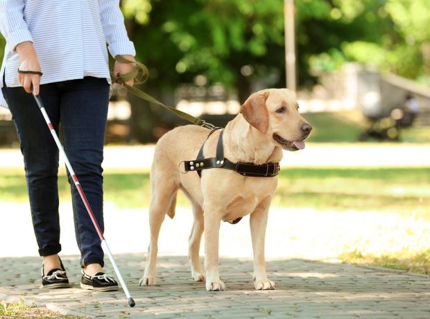 image-labrador