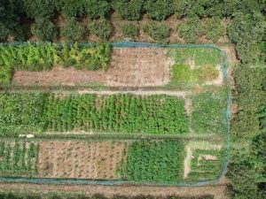 image-narkotik-plantasiya