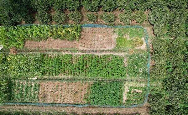 image-narkotik-plantasiya