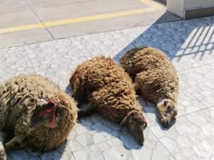 image-qurban-qoyun-1
