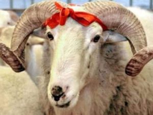 image-qurban_bayrami-780x470-1-768x403