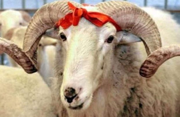 image-qurban_bayrami-780x470-1-768x403
