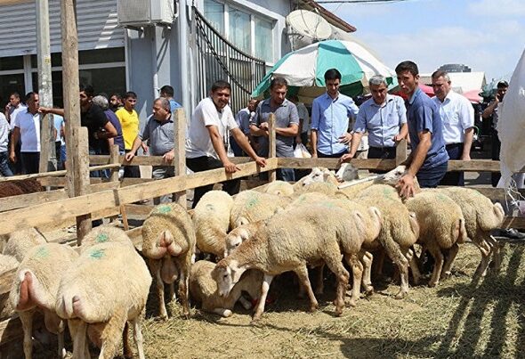 image-qurbanliq-qoyunlar-590x403
