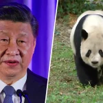 image-1700137996051_tdy_news_7a_peter_panda_231116_1920x1080-i05rsp