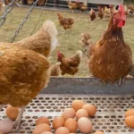 image-forage_farms_shopify_blog_image_-_why_the_egg_shortage_in_australia-768x403