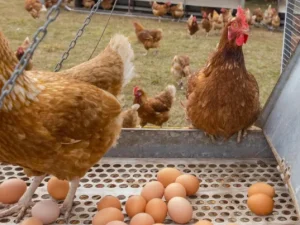 image-forage_farms_shopify_blog_image_-_why_the_egg_shortage_in_australia-768x403