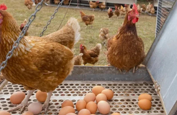 image-forage_farms_shopify_blog_image_-_why_the_egg_shortage_in_australia-768x403