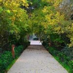 image-nebatat-bagi-yeni