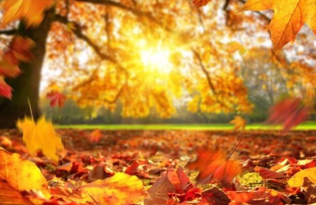 image-payiz111-768x403