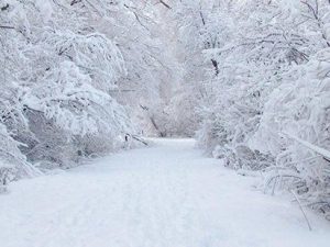 image-qarli1111